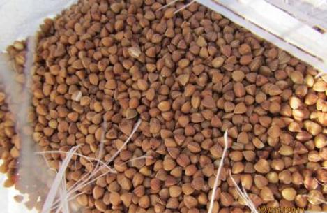 Characteristics of buckwheat grain storage methods Buckwheat storage technology old and new methods