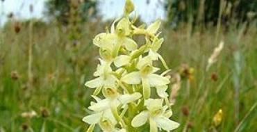 Cele mai comune tipuri de orhidee de interior