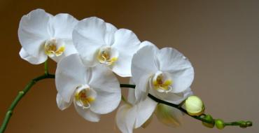 Jak dbać o orchideę w domu: porady i wskazówki dotyczące gatunków Phalaenopsis, Vanda i karłów W trosce o kwiaty orchidei