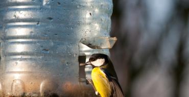 Mangiatoia per uccelli fai da te: una selezione di idee