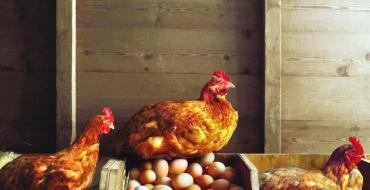 Kafazi i pulave dimërore, solucioni standard dhe materialet e përdorura